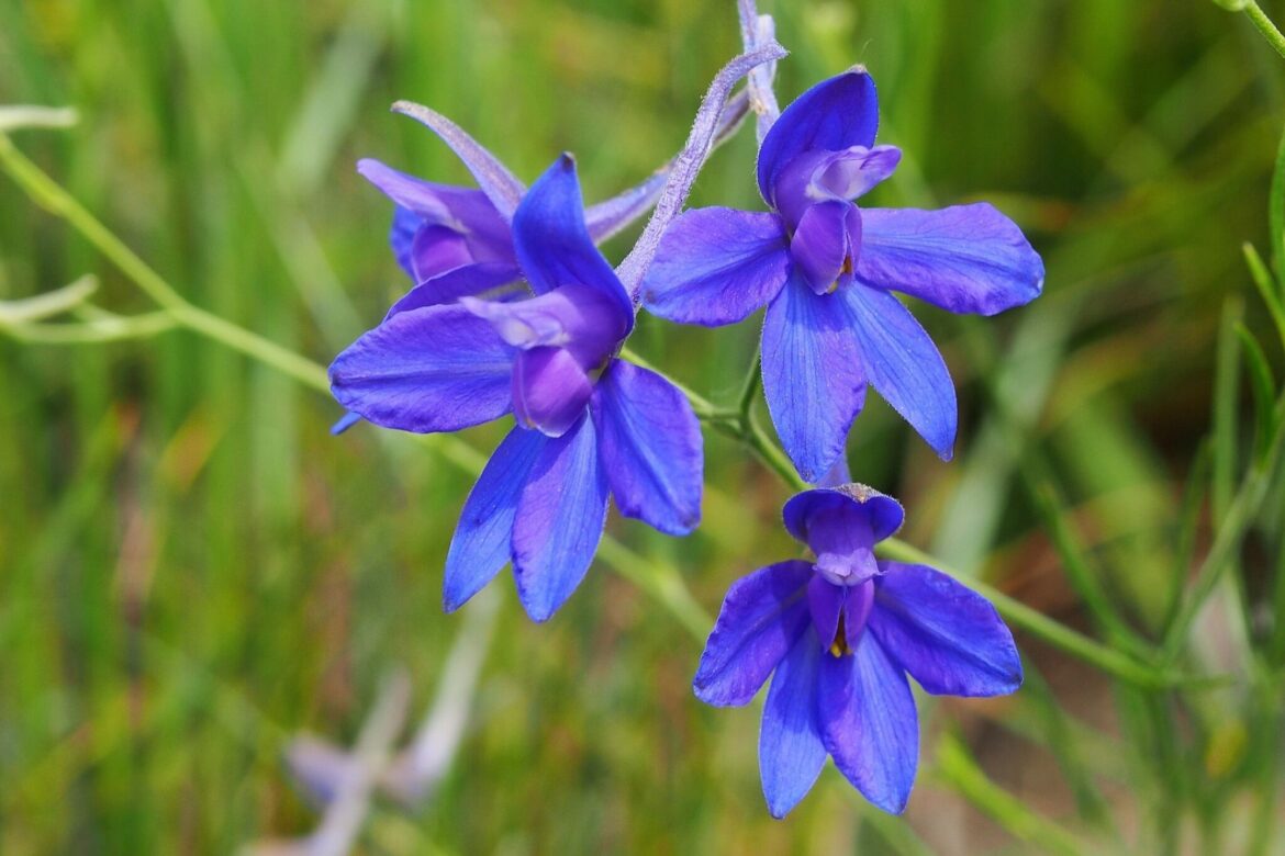 Consolida regalis Ostrozeczka polna PM 1170x780