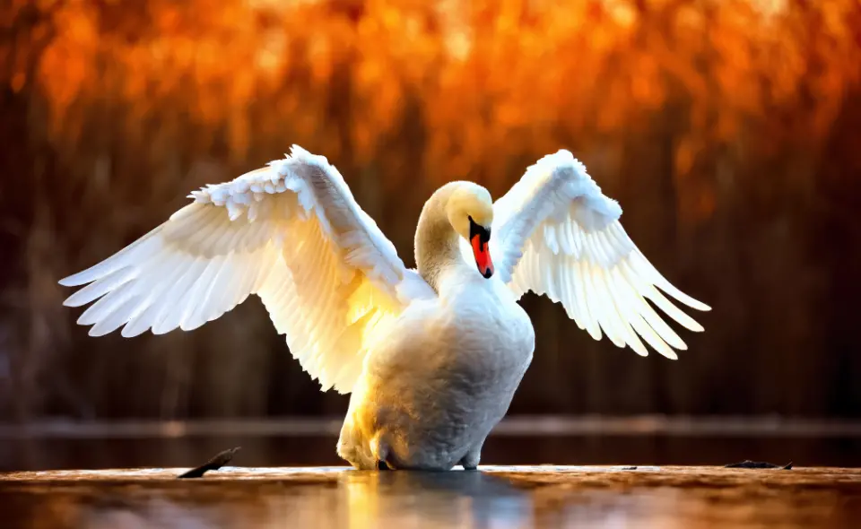 Erneut Verdacht auf Vogelgrippe im Landkreis Bad Kreuznach