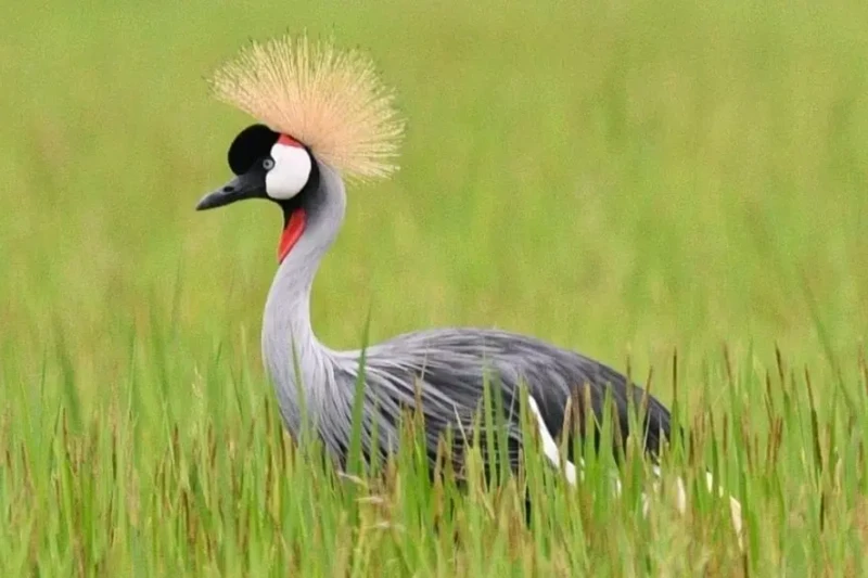 Tierpark Rheinböllen präsentiert Kronenkranich als Tier des Jahres 2026