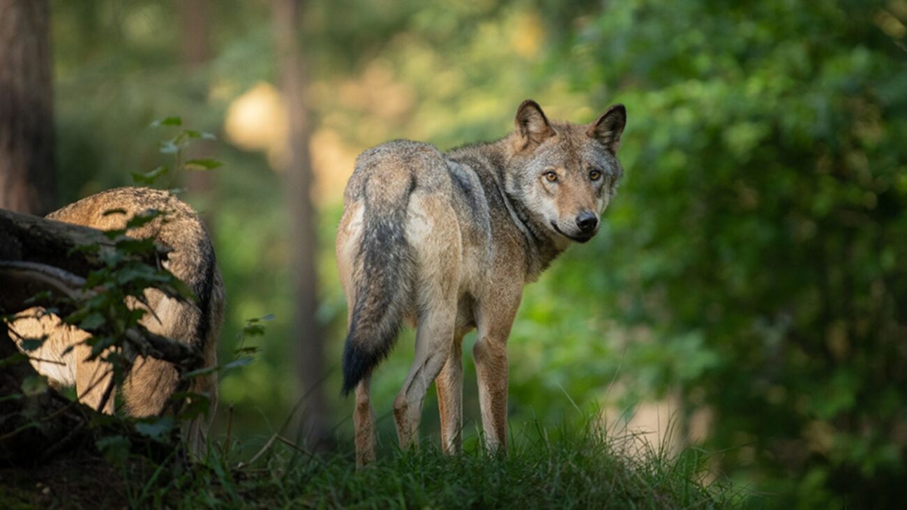 Wolfspraeventionsraum Hunsrueck