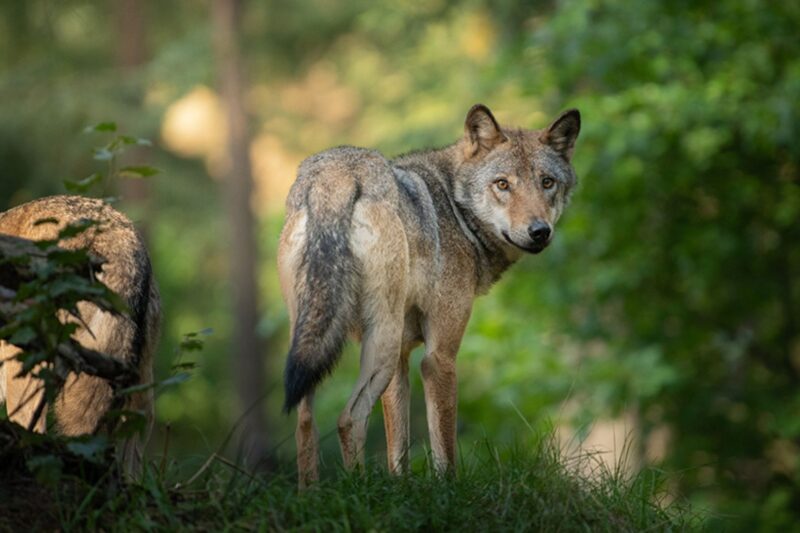 Wolf im Glantal wieder nachgewiesen: Wolfsrüde sorgt für neue Spur von Rissen