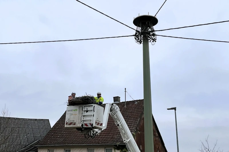 rettung-storchennest-in-rimsberg