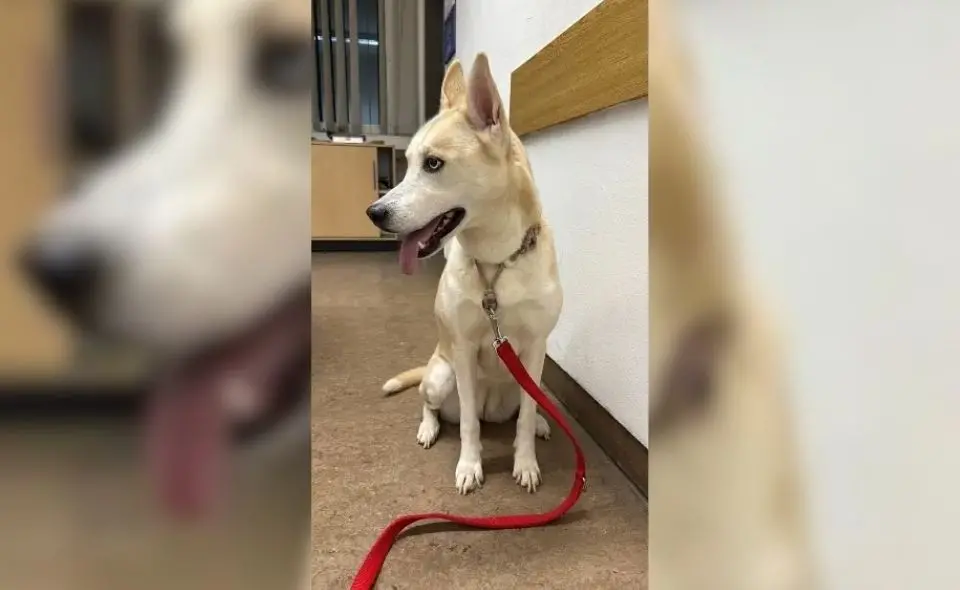 Hund bei Sponheim gefunden: Polizei sucht Besitzer