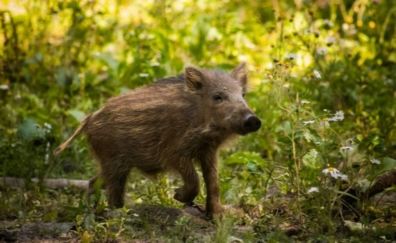 Veterinäramt warnt: Tierkadaver dürfen nicht illegal entsorgt werden
