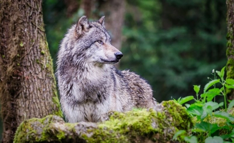 Wolf in Deutschland – Streit um Regulierung