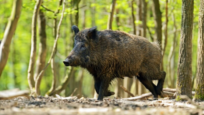 B9 wird wegen Kadaversuche kurzzeitig gesperrt