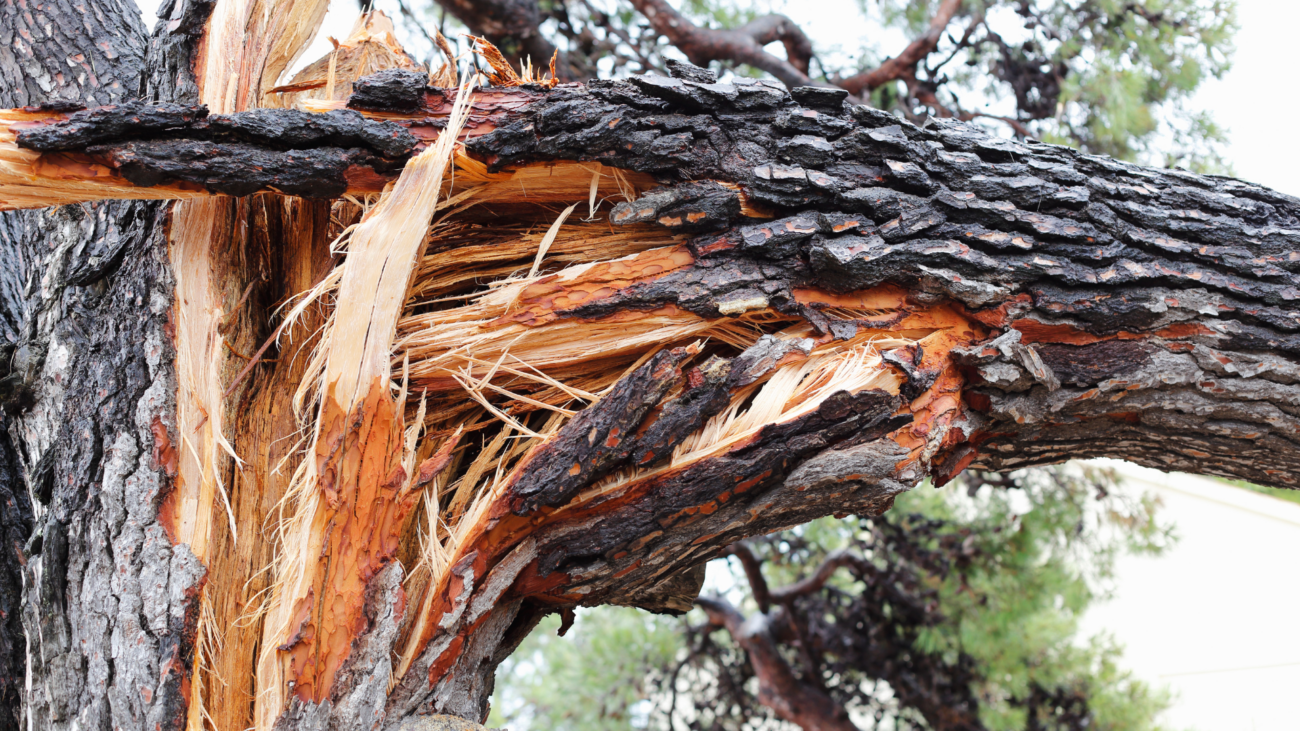 Bad Kreuznach sperrt Spielplatzbereich wegen abgestorbener Bäume