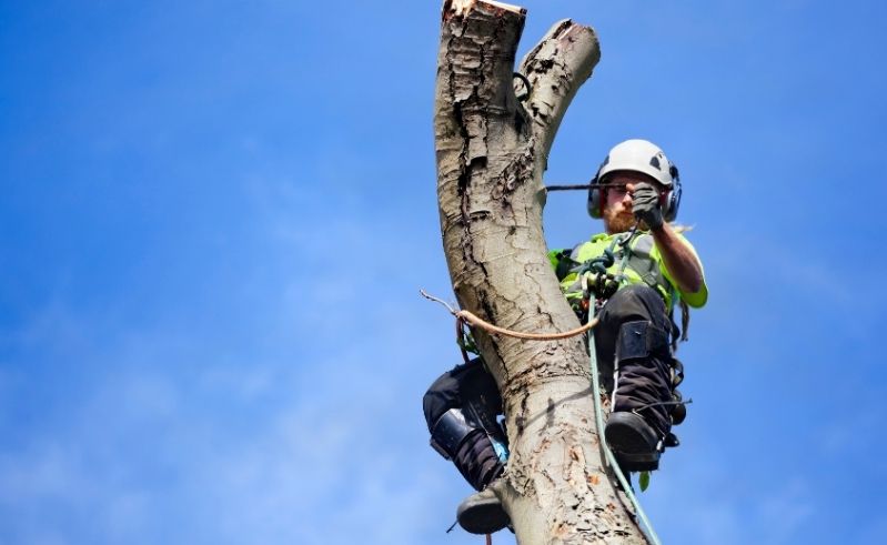 Baumfällarbeiten sorgen für Behinderungen auf der B41