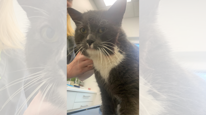 Kater in der Ortsgemeinde Veitsrodt gefunden