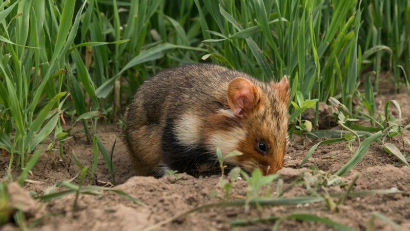 Schutz des Feldhamsters wird verlängert – Millionenförderung bis 2029
