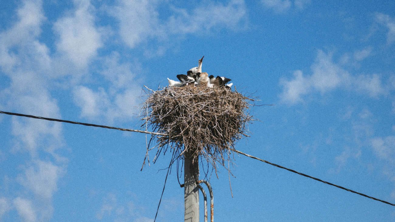 Westnetz schafft neue Brutplätze für Störche