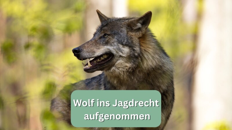 Wolf ins Jagdrecht aufgenommen