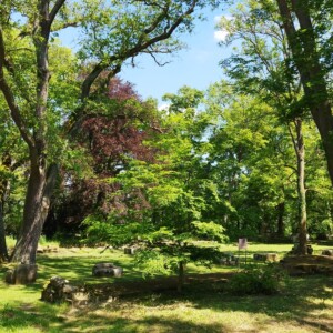 Die Pflanzen der Hildegard von Bingen auf dem Disibodenberg