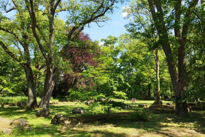 Die Pflanzen der Hildegard von Bingen auf dem Disibodenberg