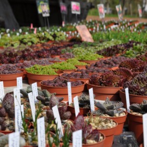 Garten- und Pflanzenmarkt