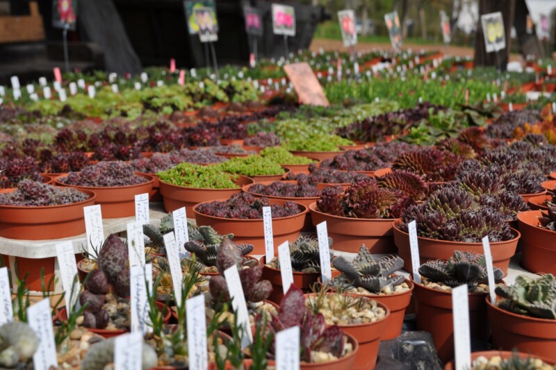 Garten- und Pflanzenmarkt