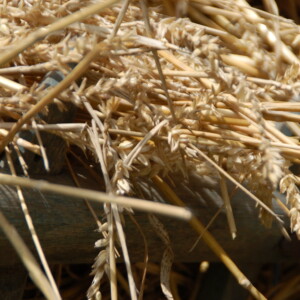 Familienangebot – Vom Korn zum Brot