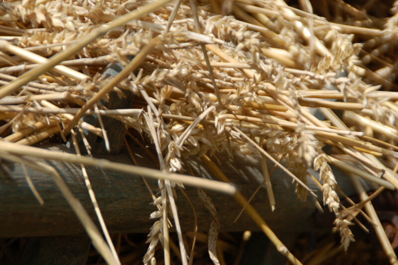 Familienangebot – Vom Korn zum Brot