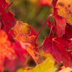 Farbenfrohes Wandern