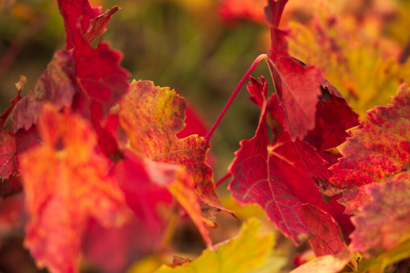 Farbenfrohes Wandern