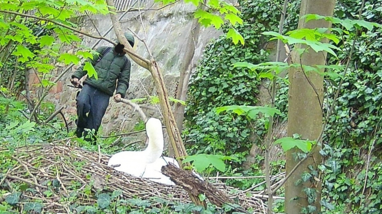 Ein Mann in einem grünen Anzug steht in einem dichten Wald neben einem Schwanennest mit einem Schwan.
