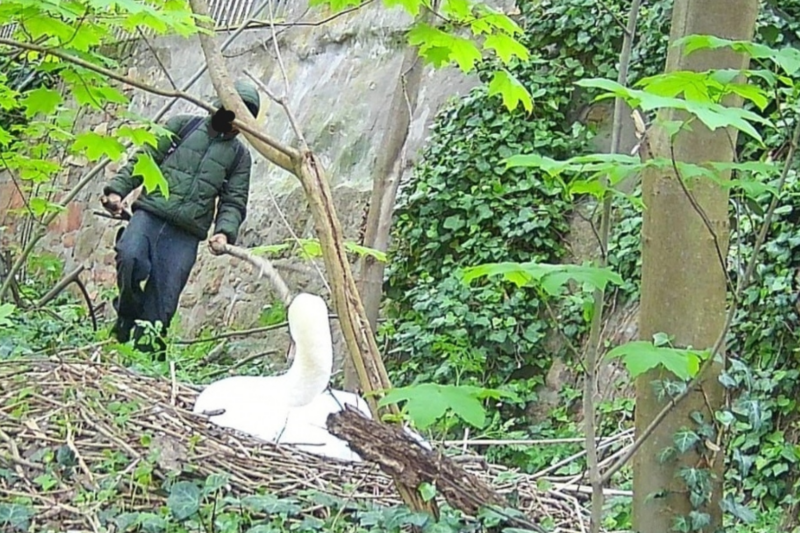 Schwanenangriff schockiert Bad Kreuznach