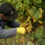 Die Weinwirtschaft prägt Rheinland‑Pfalz wirtschaftlich, kulturell und touristisch – und bleibt ein zentraler Wirtschaftsfaktor des Bundeslands.