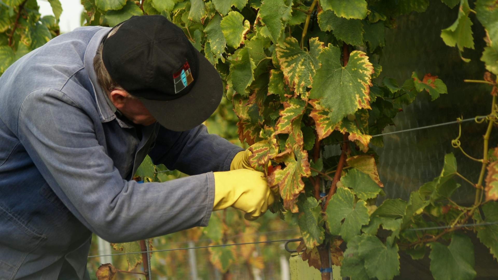 Die Weinwirtschaft prägt Rheinland‑Pfalz wirtschaftlich, kulturell und touristisch – und bleibt ein zentraler Wirtschaftsfaktor des Bundeslands.