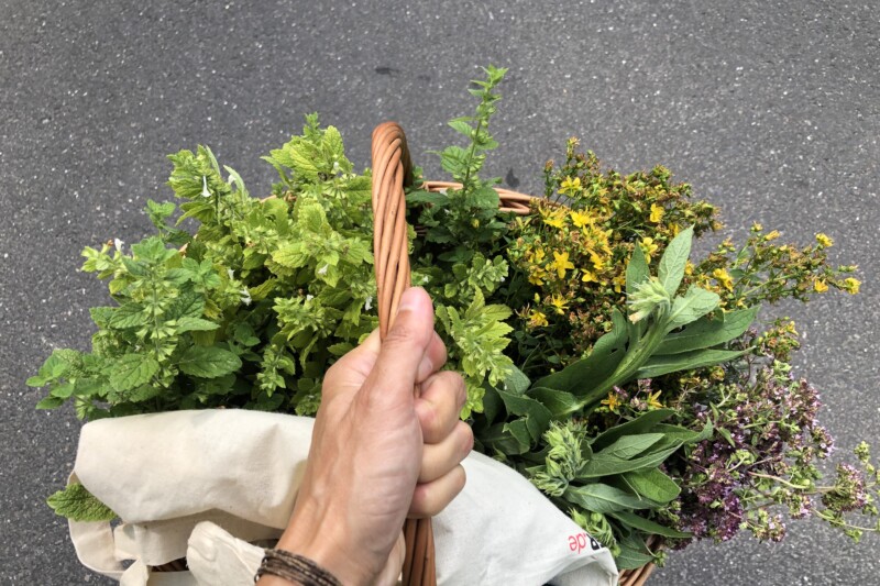Sommer-Special: Extrakte und Tinkturen (online)