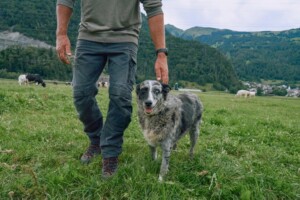 KI erkennt Herzprobleme bei Hunden früher