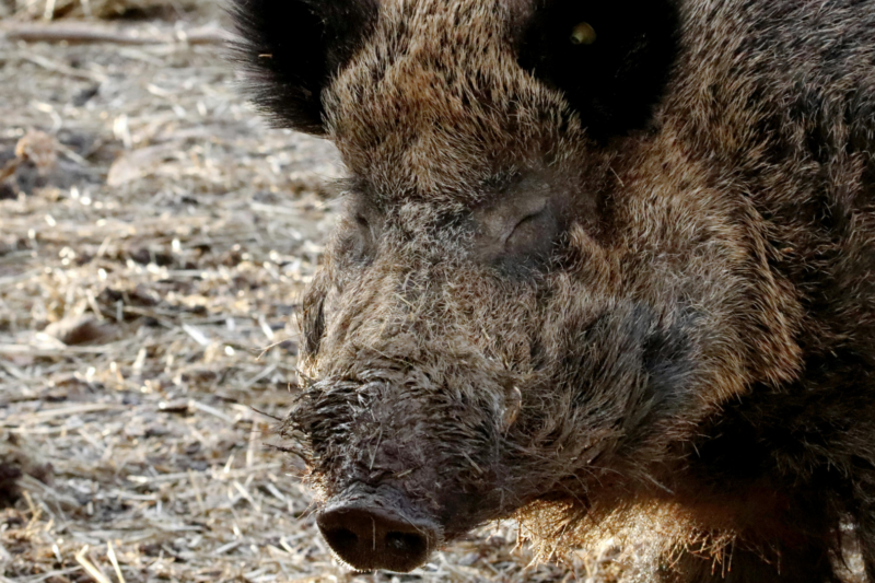 Schweinepest noch nicht besiegt: Zäune und Verbote bleiben