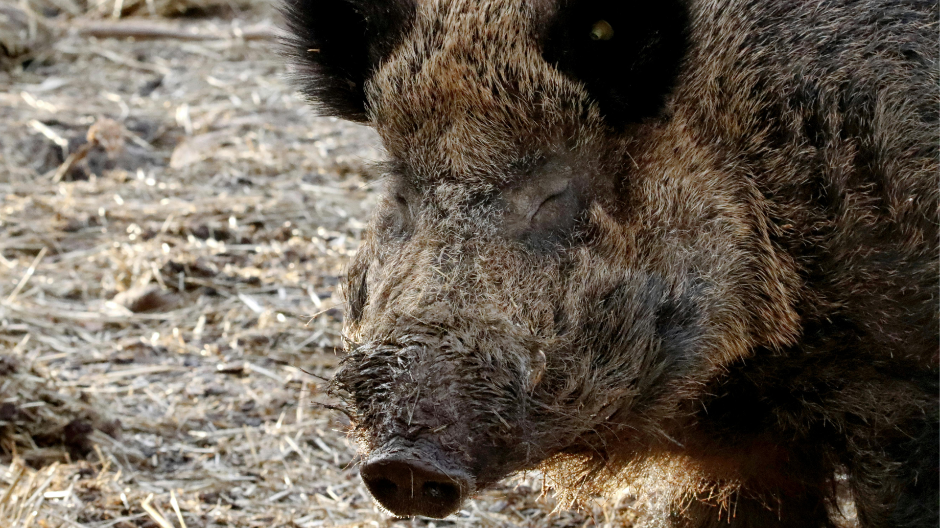 Schweinepest noch nicht besiegt: Zäune und Verbote bleiben