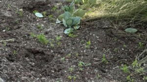 Vandalismus auf dem Platz auf der Idar