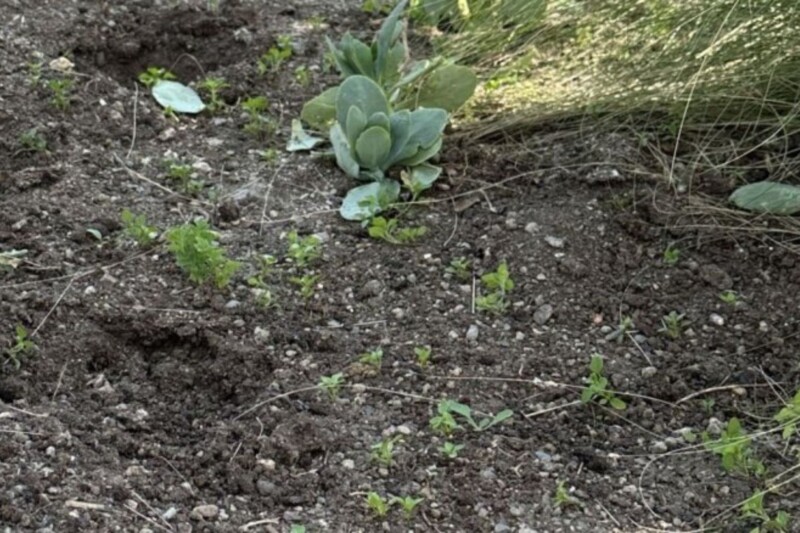 Vandalismus auf dem Platz auf der Idar