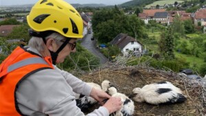 Jungstörche in Meddersheim erhalten GPS-Sender