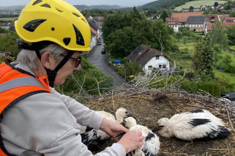 Jungstörche in Meddersheim erhalten GPS-Sender