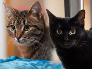 Neue Katzenschutzverordnung in Bingen