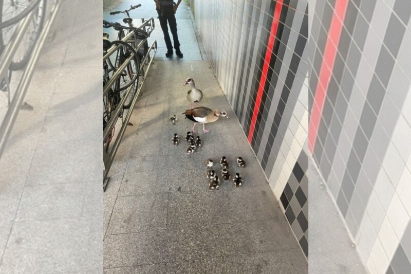 Nilgänse sorgen für Einsatz in Bad Münster am Stein-Ebernburg
