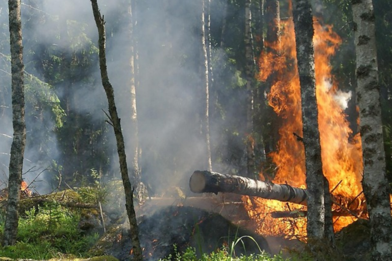 Hohe Waldbrandgefahr in der Region