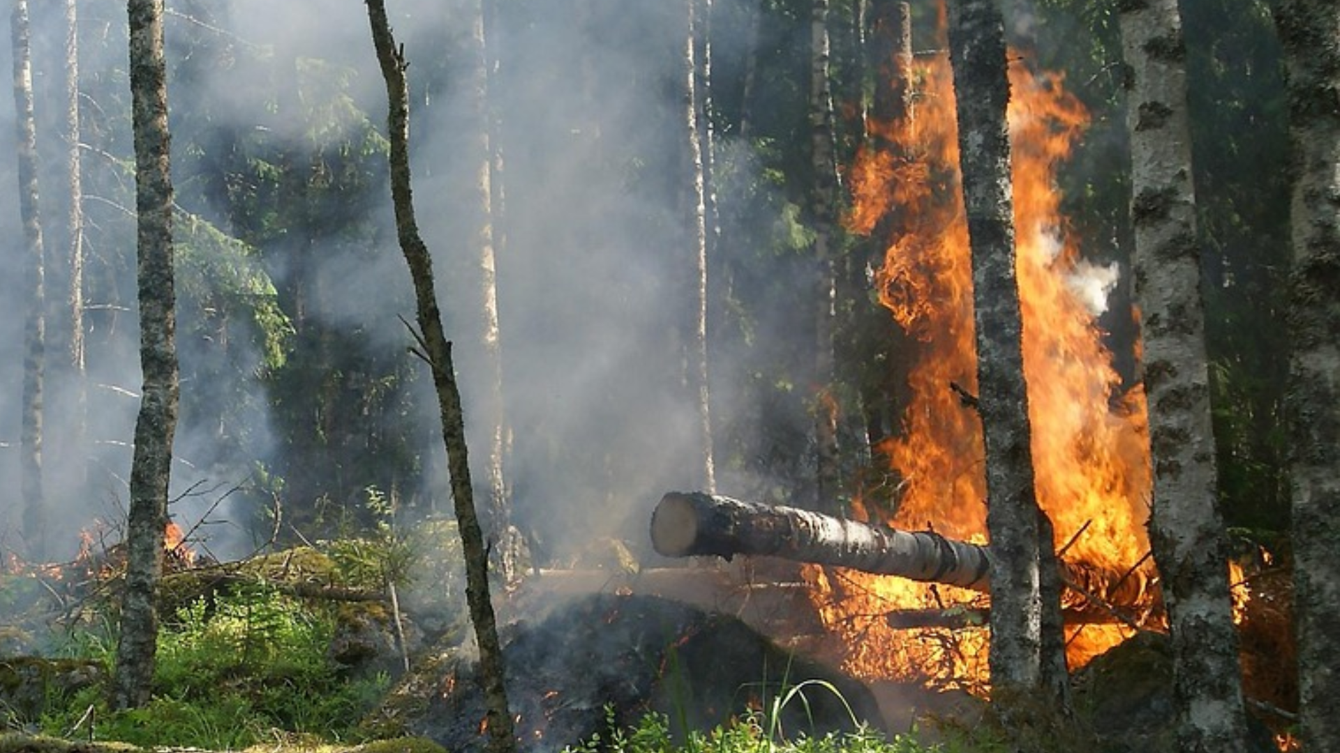 Hohe Waldbrandgefahr in der Region