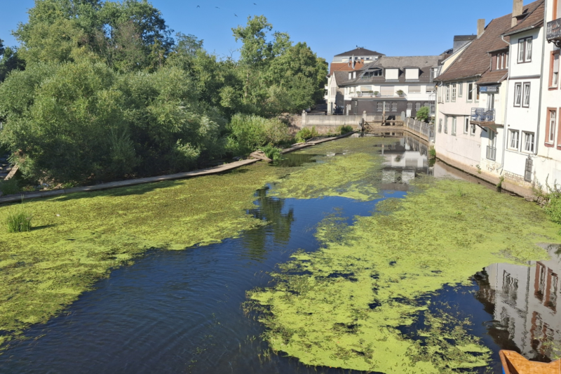 Laichkraut wird aus dem Mühlenteich entfernt