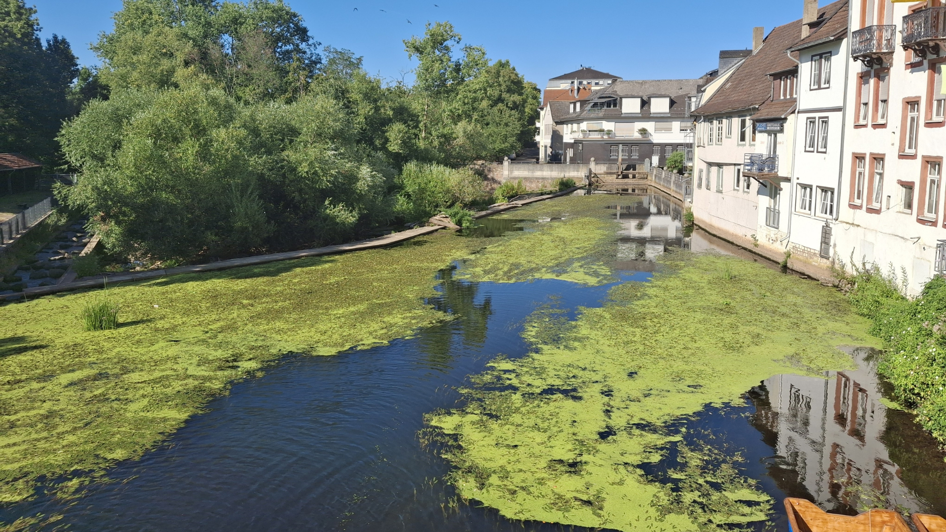 Laichkraut wird aus dem Mühlenteich entfernt