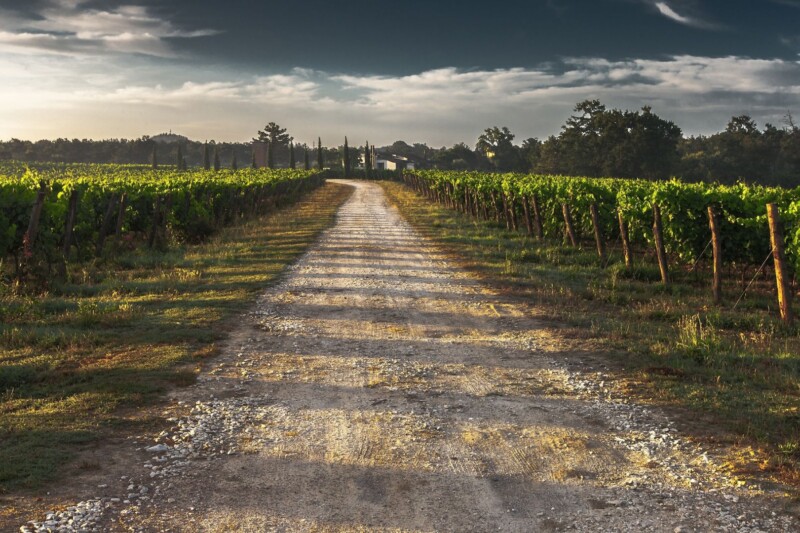 Planwagenfahrten durch die Ingelheimer Weinberge starten wieder