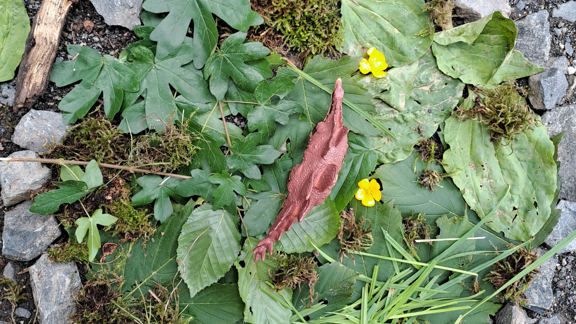 Unterricht im Wald begeistert Kirner Grundschüler