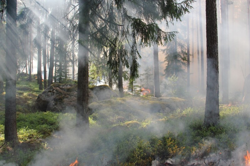 Waldbrand bei Trechtingshausen: Polizei ermittelt zur Ursache