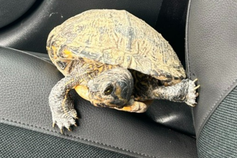 Wasserschildkröte in Kirner Altstadt entdeckt