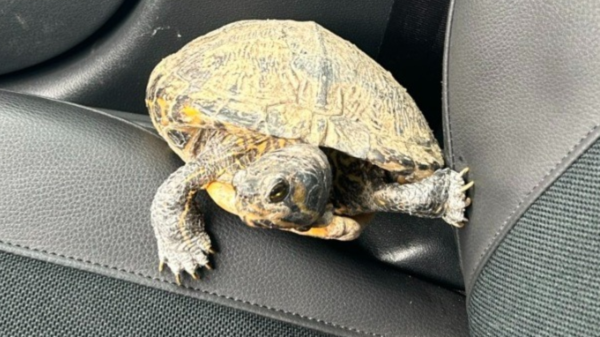 Wasserschildkröte in Kirner Altstadt entdeckt