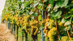 19 Weinbergshäuschen öffnen zur Wanderung in Alzey