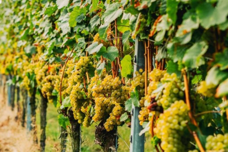 19 Weinbergshäuschen öffnen zur Wanderung in Alzey