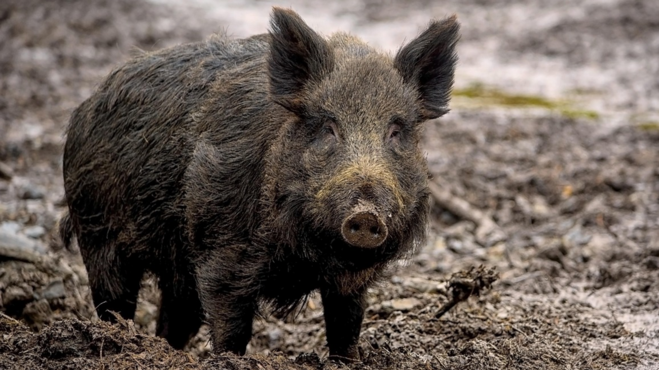 Afrikanische Schweinepest: Unbekannte klauen Schutzzaun